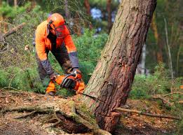 Best Commercial Tree Removal  in USA